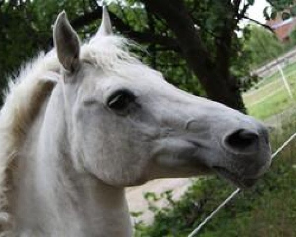 broodmare Shareefah Bint Sinah (Arab half breed / Partbred, 1993, from Inshallah ox)