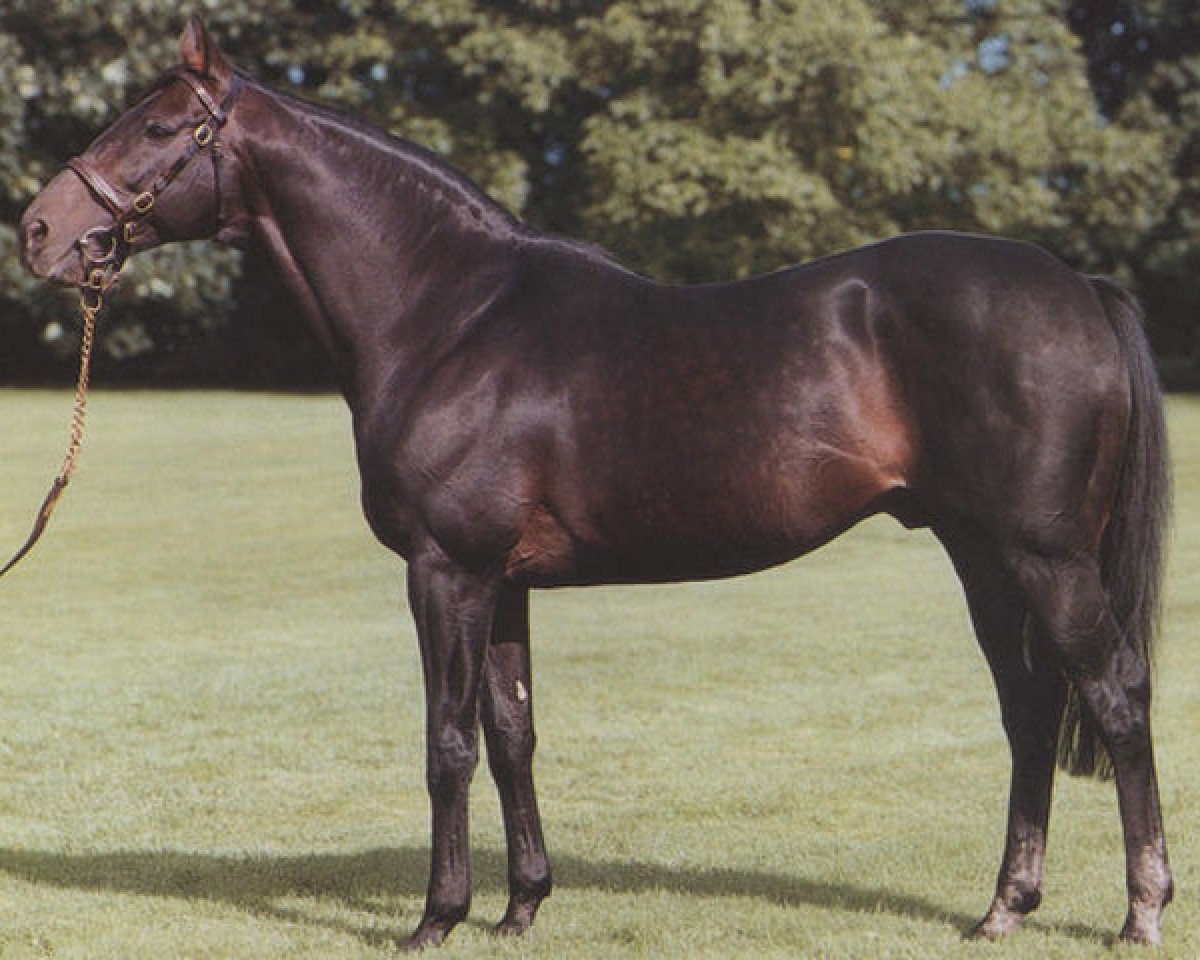 Deckhengst Persian Bold xx (Englisches Vollblut, 1975, von Bold Lad xx)