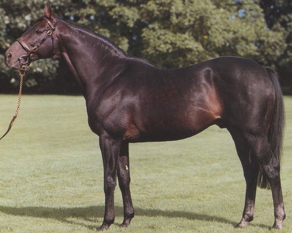 stallion Persian Bold xx (Thoroughbred, 1975, from Bold Lad xx)
