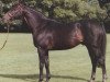 stallion Persian Bold xx (Thoroughbred, 1975, from Bold Lad xx)