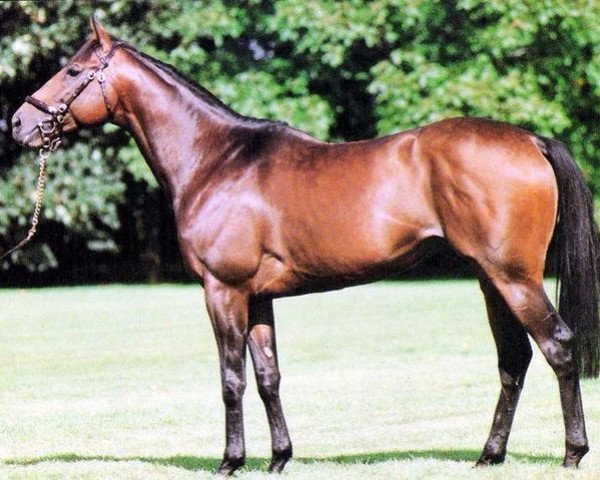 stallion Pennine Walk xx (Thoroughbred, 1982, from Persian Bold xx)