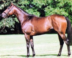 stallion Pennine Walk xx (Thoroughbred, 1982, from Persian Bold xx)