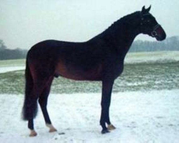 stallion Cantona (Holsteiner, 1997, from Caretino)