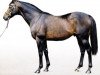 stallion Singspiel xx (Thoroughbred, 1992, from In The Wings xx)