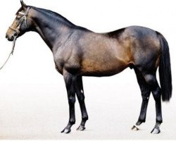 stallion Singspiel xx (Thoroughbred, 1992, from In The Wings xx)