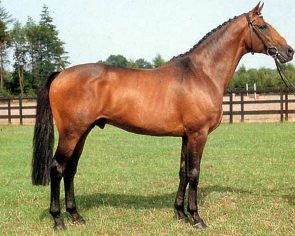 stallion Strohmann xx (Thoroughbred, 1981, from Manado xx)