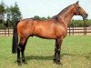 stallion Strohmann xx (Thoroughbred, 1981, from Manado xx)