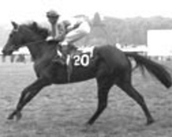 broodmare Delsy xx (Thoroughbred, 1972, from Abdos xx)