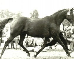 Zuchtstute Vollmacht II (Trakehner, 1968, von Schoengeist)