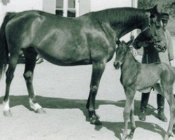 Zuchtstute Wachau (Trakehner, 1953, von Semper Idem)