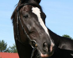 dressage horse Darkover (Oldenburg, 1998, from De Niro)