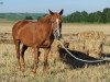 broodmare Amiga (Zweibrücken, 1988, from Amadeus)