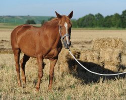 broodmare Amiga (Zweibrücken, 1988, from Amadeus)