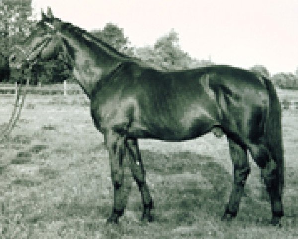 stallion Waldzauber (Trakehner, 1971, from Kassio)