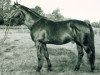 stallion Waldzauber (Trakehner, 1971, from Kassio)