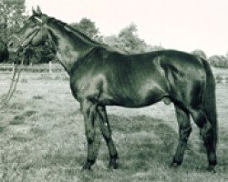 Deckhengst Waldzauber (Trakehner, 1971, von Kassio)