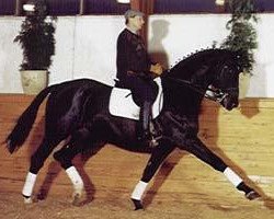 stallion Arsenal DH 272 (Trakehner, 1975, from Waldzauber)