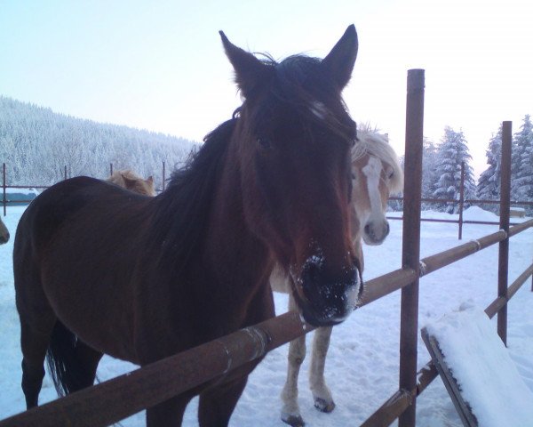 broodmare Gipsy's Jocker (Trakehner, 2000, from Gipsy King)