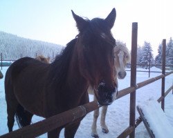 Zuchtstute Gipsy's Jocker (Trakehner, 2000, von Gipsy King)