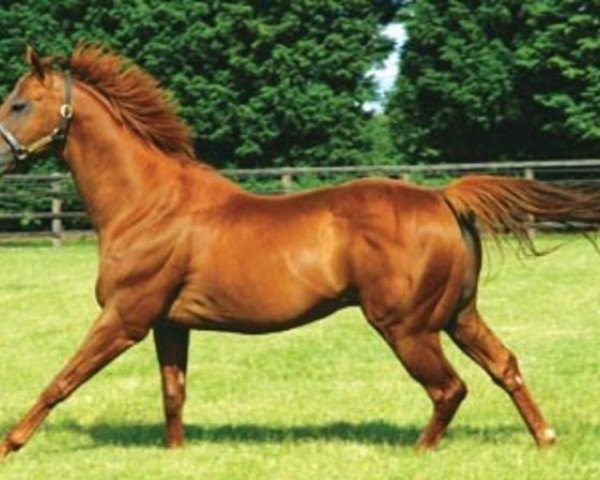 stallion Bahamian Bounty xx (Thoroughbred, 1994, from Cadeaux Genereux xx)