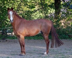 broodmare Onette (Holsteiner, 1999, from Aloube Z)