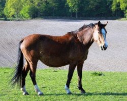 broodmare Haffari (Holsteiner, 1993, from Landgraf I)