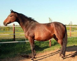 broodmare Haamoon (Holsteiner, 1993, from Leonid)