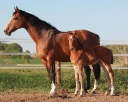 Zuchtstute Louvre (Holsteiner, 1996, von Contender)