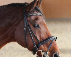 dressage horse Connus CR (Holsteiner, 1998, from Caretino)