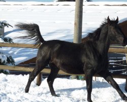 Pferd Graphit L (Sächs.-Thür. Schweres Warmbl., 2010, von Godewind)