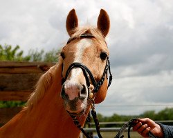 stallion Mangold (Zweibrücken, 1991, from Malteser Gold)