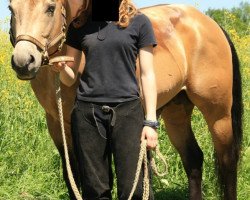 stallion Skippers Sandman (Quarter Horse, 2002, from BB Sand)