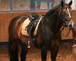 stallion Alcazaro (Holsteiner, 1989, from Alcatraz)