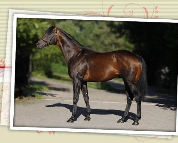 stallion Goodricke xx (Thoroughbred, 2002, from Bahamian Bounty xx)
