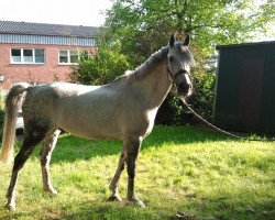 jumper Da Capo (German Riding Pony, 1999, from Hondsrug Don Gregory)