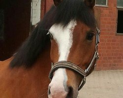 dressage horse Prinz Bernhard (German Riding Pony, 1999, from Top Pepino)