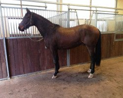 dressage horse Crisanto (Hanoverian, 2010, from Christ)