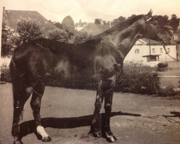horse Usurpator xx (Thoroughbred, 1951, from Orator xx)
