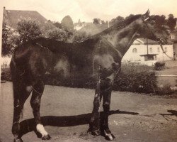 stallion Usurpator xx (Thoroughbred, 1951, from Orator xx)