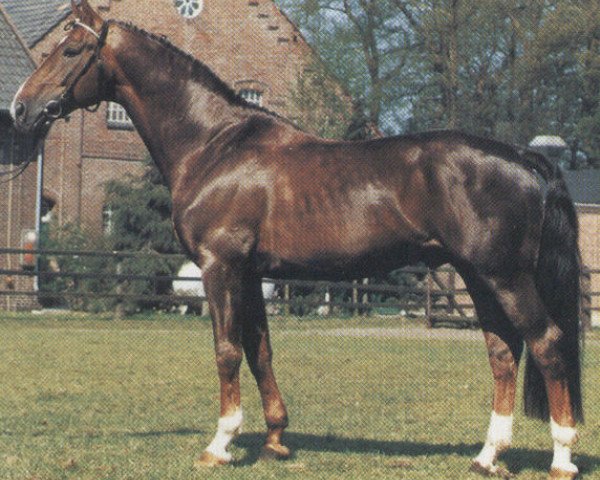 stallion Waikato (Oldenburg, 1978, from Weinstern)