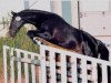 stallion Rajko (German Warmblood, 1996, from Radjah Z)