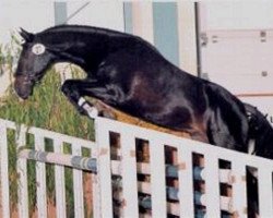 stallion Rajko (German Warmblood, 1996, from Radjah Z)