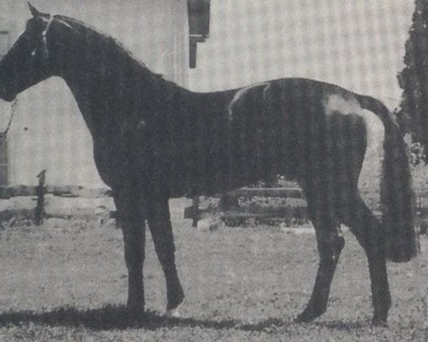 stallion Royal Tom (Westphalian, 1985, from Rosenkavalier)