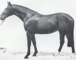 stallion Ligorett (Holsteiner, 1986, from Lord)