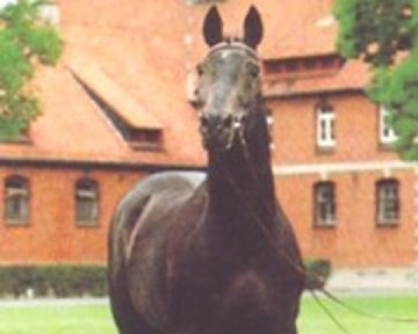 horse Traunstein (Hanoverian, 1971, from Traumgeist xx)