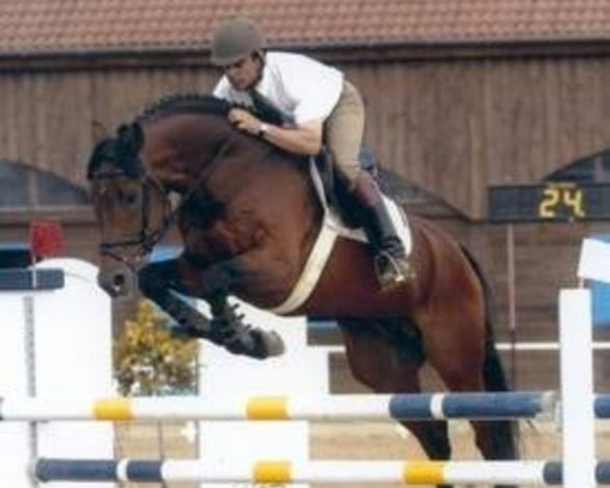 stallion Saverio (Mecklenburg, 1999, from Sandro Hit)
