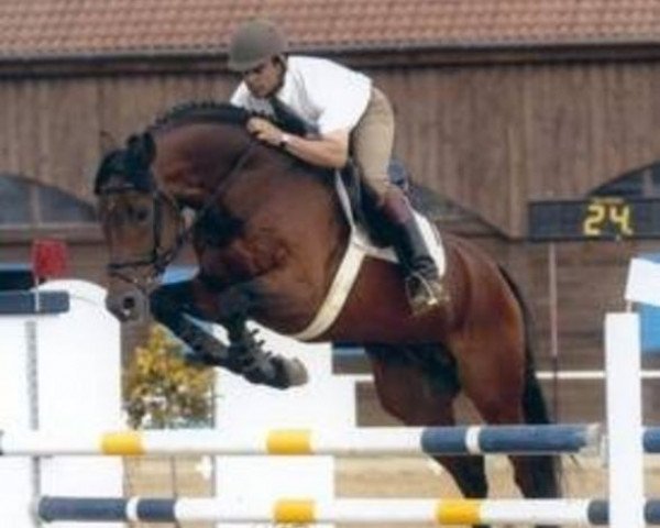 stallion Saverio (Mecklenburg, 1999, from Sandro Hit)