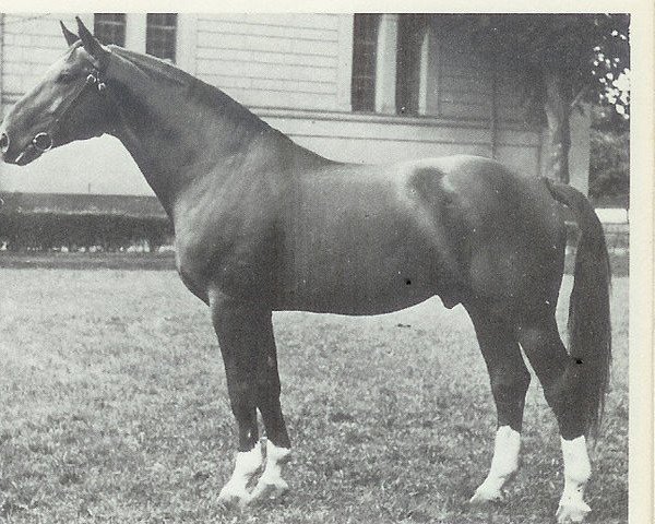 stallion Firnis (Hanoverian, 1946, from Fiat I)
