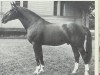 Pferd Firnis (Hannoveraner, 1946, von Fiat I)