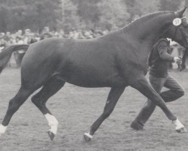 stallion Parodist II (Westphalian, 1986, from Palisander)
